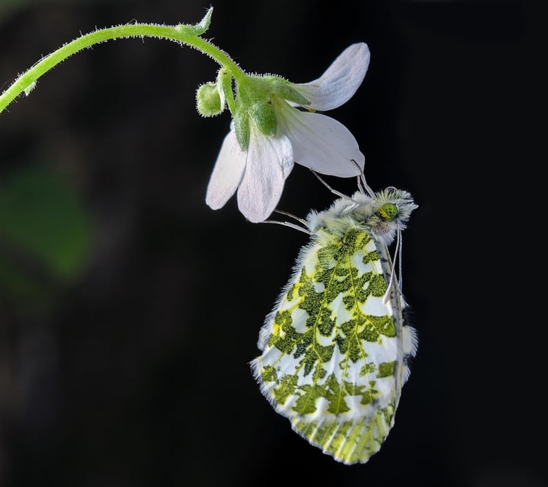 Enchanted Gardening Tips