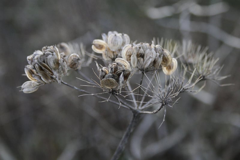 Fabled Botany
