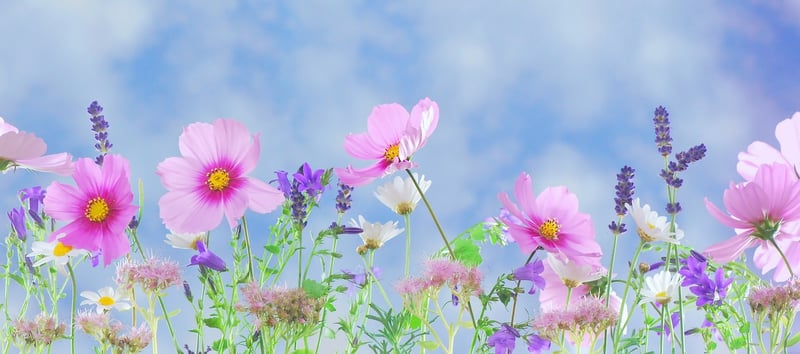 Mystical Plants